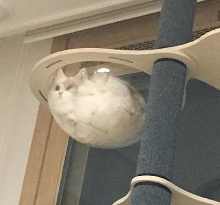 22 Liquid Cats Whose Bodies Defy All Known Properties Of Solids