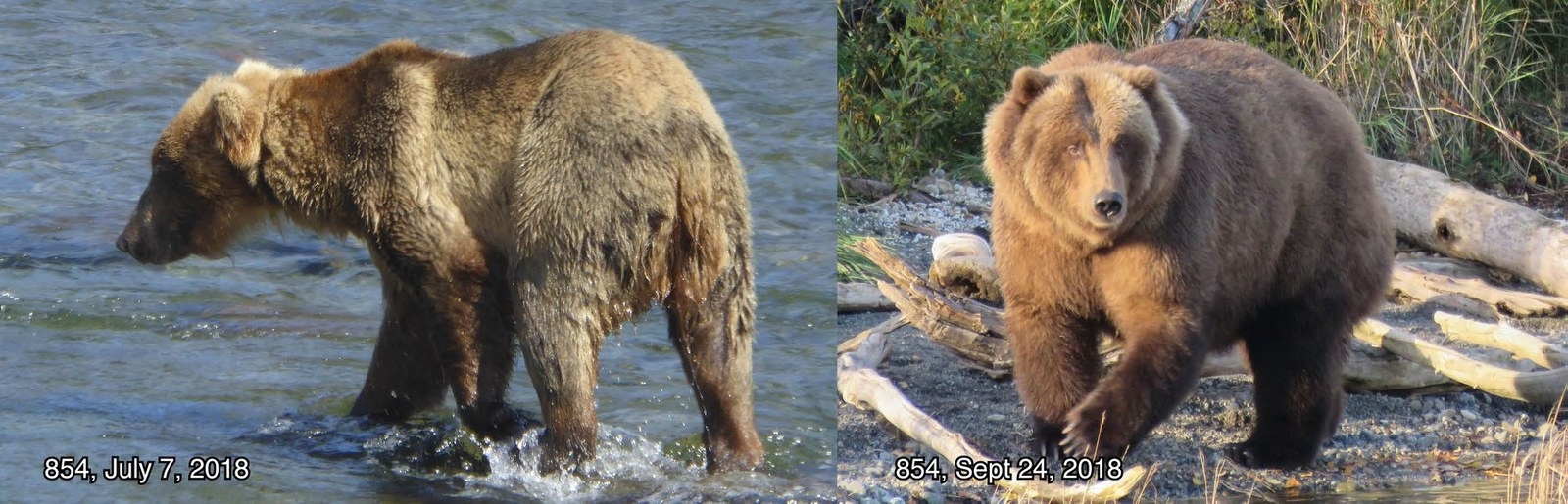 クマは生き抜くために食べている 彼らが毎年 最も太ったクマを決める理由