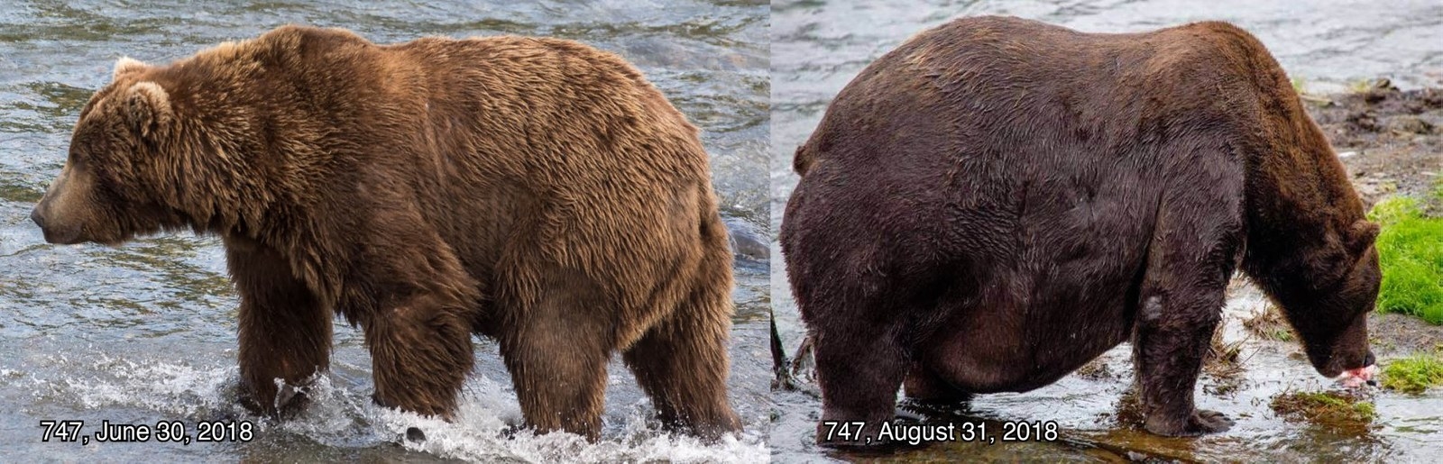 クマは生き抜くために食べている 彼らが毎年 最も太ったクマを決める理由