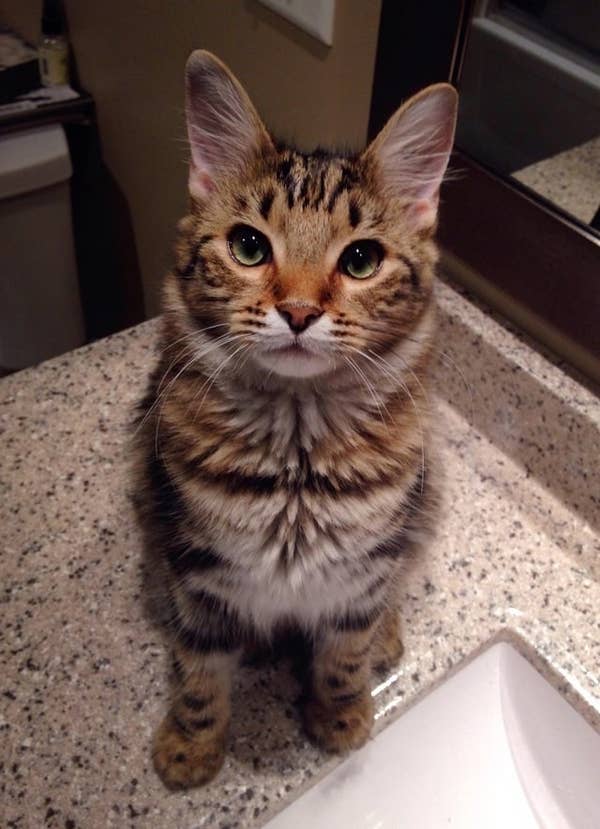 17 Gorgeous Cats Who Could Be Supermodels