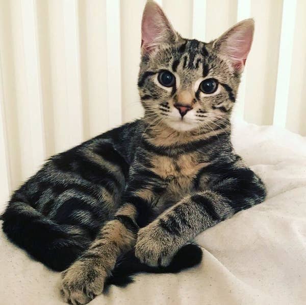 17 Gorgeous Cats Who Could Be Supermodels