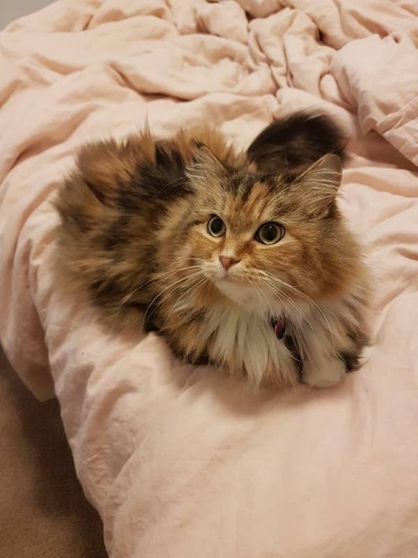 17 Gorgeous Cats Who Could Be Supermodels