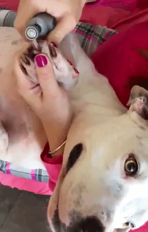 Promising review: "Seriously the best item I've bought for my pets! Both of them hated the nail clippers. My dog on the video cried every time I cut her nails. Look how much she enjoys now! Plus the regular nail clippers crack their nails! This is genius!!!" —Gabi Campbell