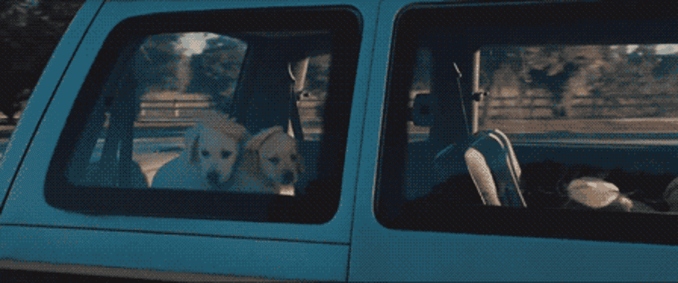 A GIF of Melissa McCarthy in Bridesmaids driving her car away with lots of puppies