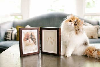 a cat next to the picture frame