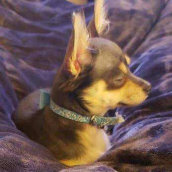 A Chihuahua curled up on top of the dark blue blanket