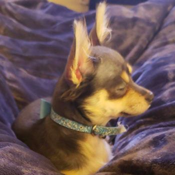 A Chihuahua curled up on top of the dark blue blanket