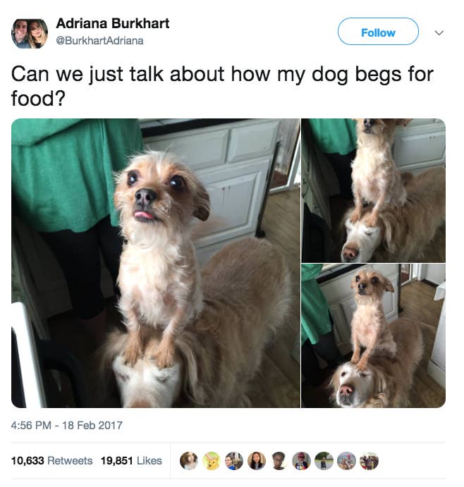 21 Tweets That Non Dog Owners Will Never Understand