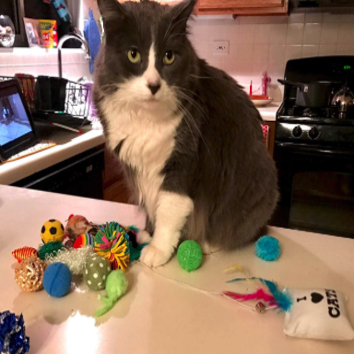 21 Products You Need If You're Obsessed With Your Pet