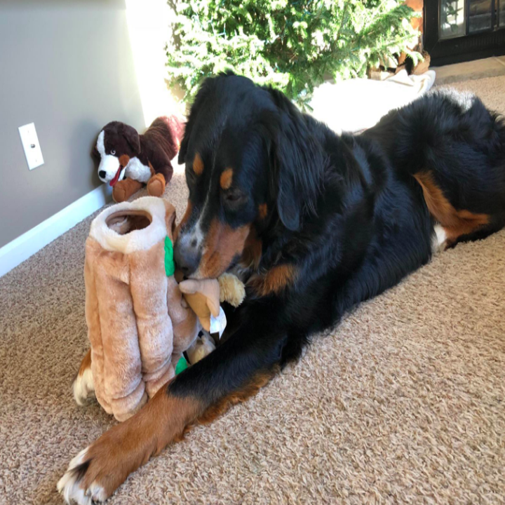 21 Products You Need If You're Obsessed With Your Pet