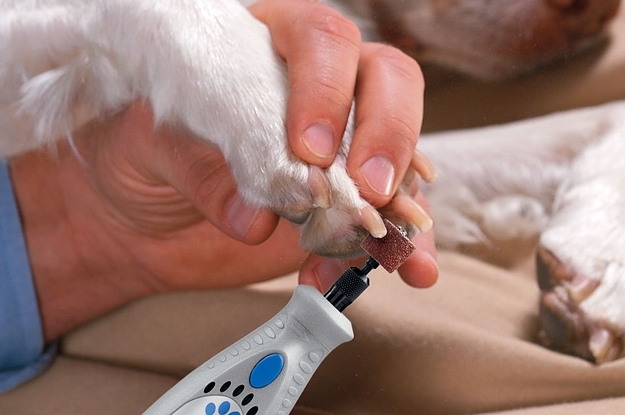 best tool for clipping dogs nails