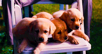 three cute lab puppies