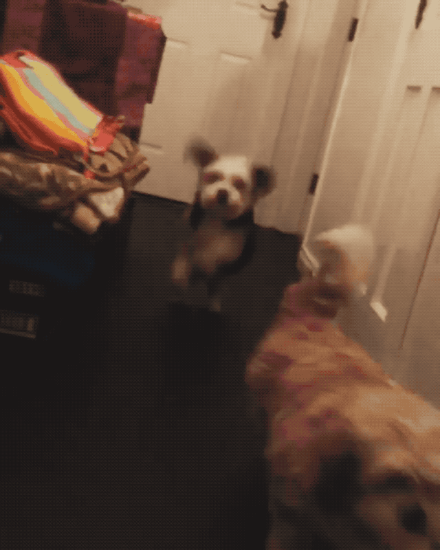 This Dog Hops Around Like A Bunny And Its So Whimsical I