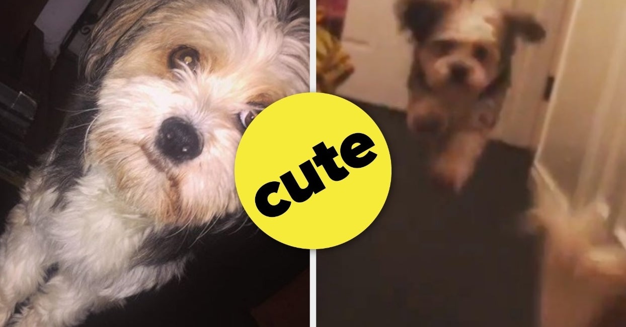 This Dog Hops Around Like A Bunny, And It's So Whimsical I Can't Stop