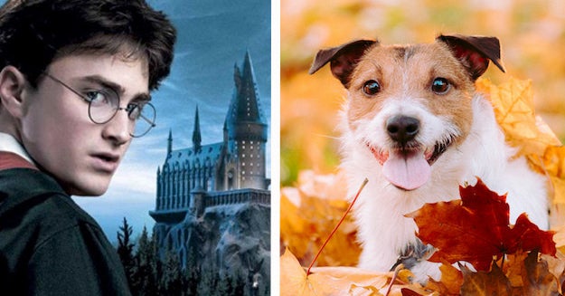 How You Feel About Harry Potter Will Reveal Which Pet You Should Get Next