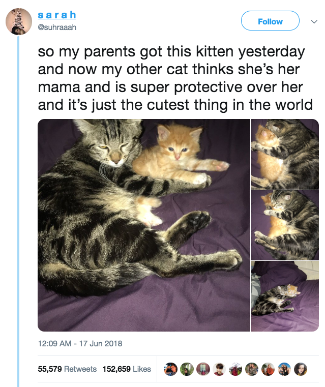 15 تغريدة لن يفهمها إلاّ أصحاب القطط