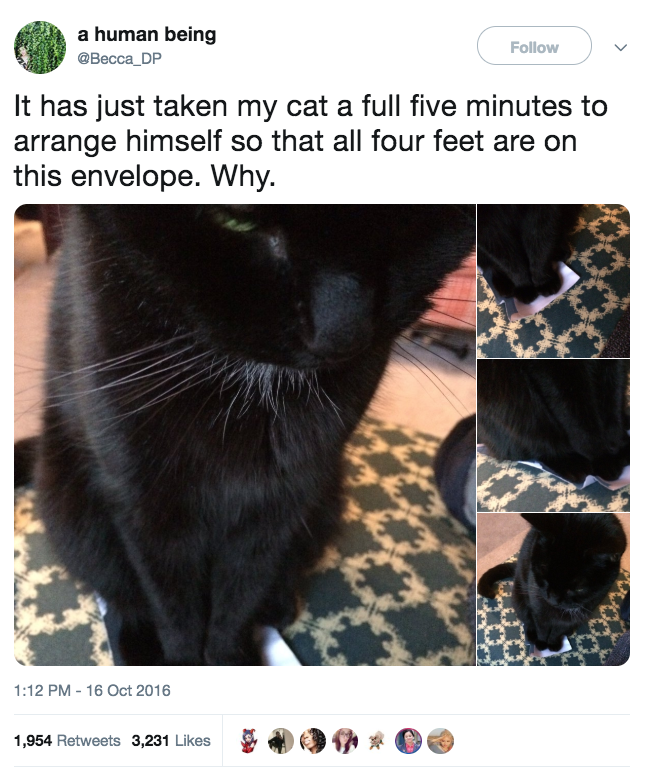 15 تغريدة لن يفهمها إلاّ أصحاب القطط