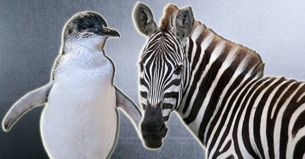 Everyone Has A Black-And-White Animal That Matches Their Personality