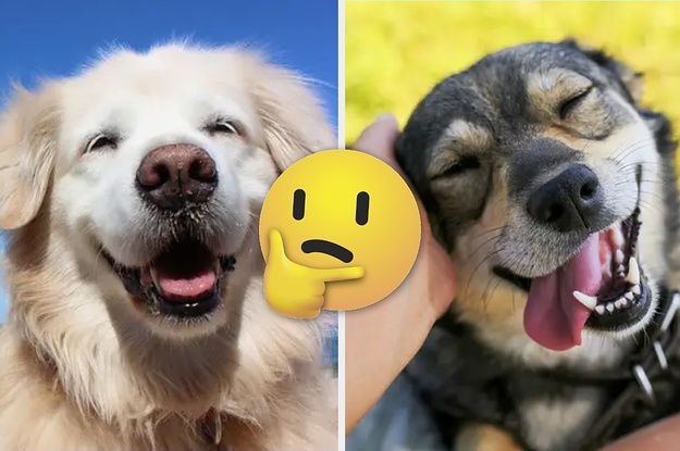 buzzfeed which dog breed are you