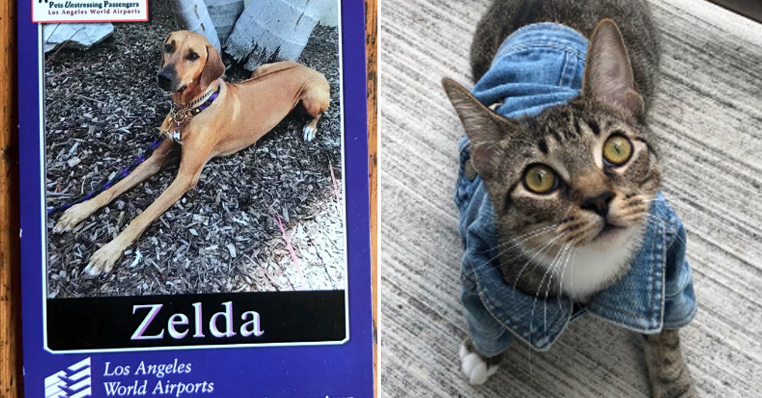 32 Pet Owners Who Did The Most In 2018