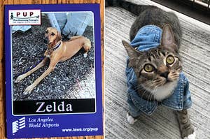 32 Pet Owners Who Did The Absolute Most In 2018