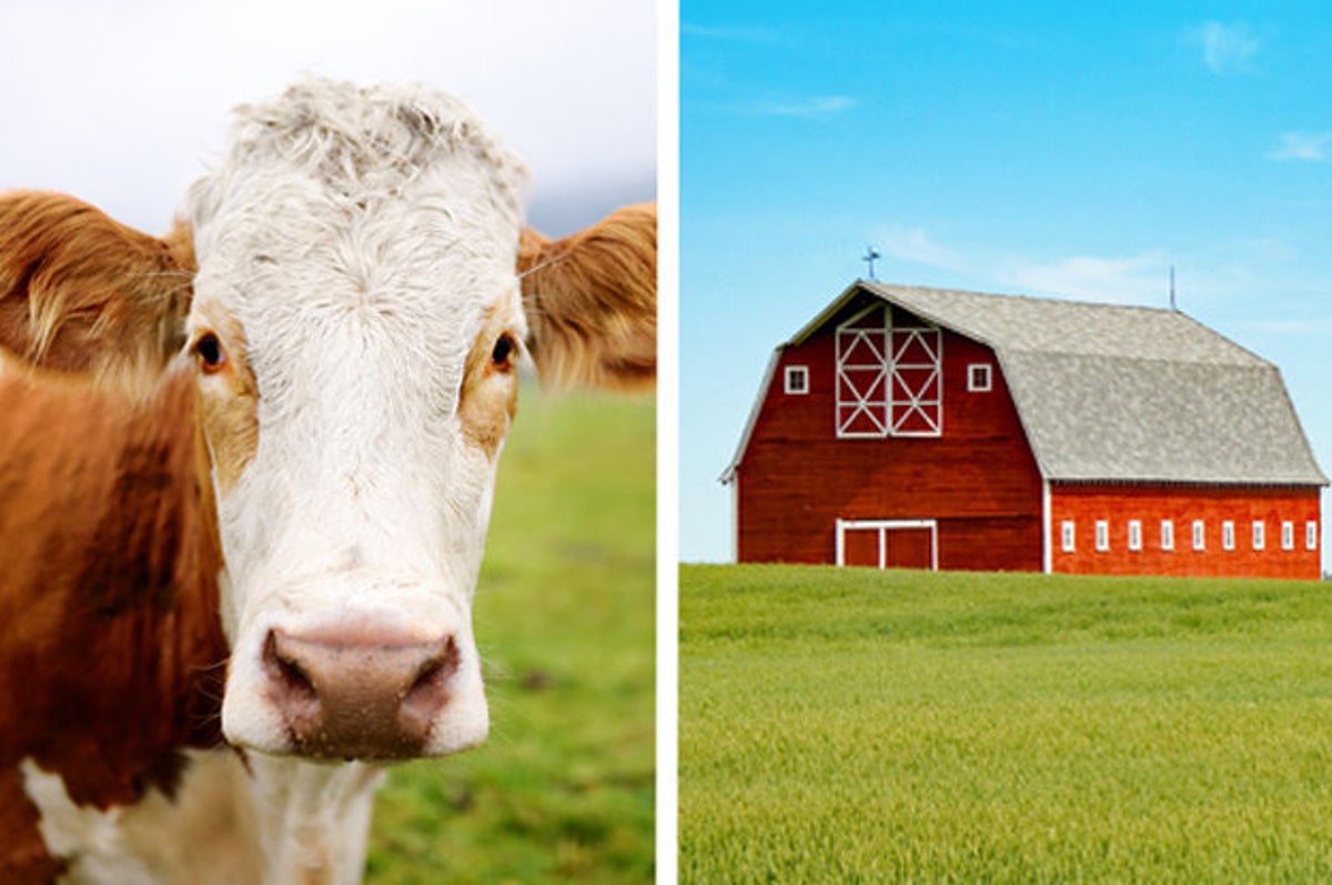 Everyone's Personality Matches A Farm Animal — Here's Yours