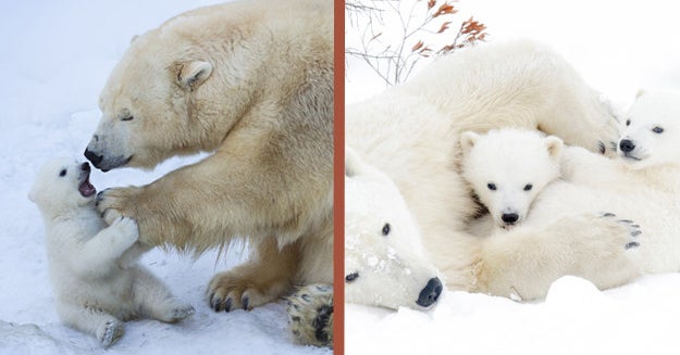Only Polar Bear Experts Can Get At Least 4/6 On This Quiz