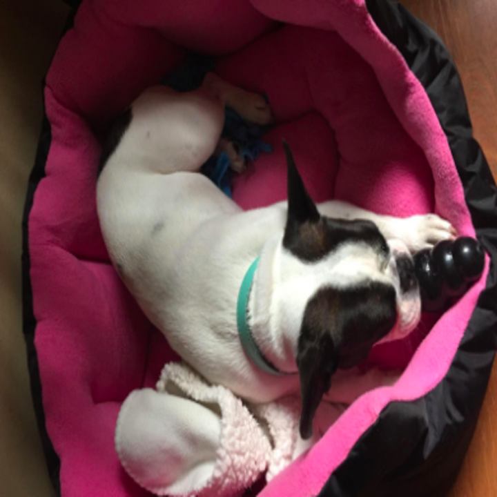 Thousands Of Dog Owners Are Obsessed With This Toy