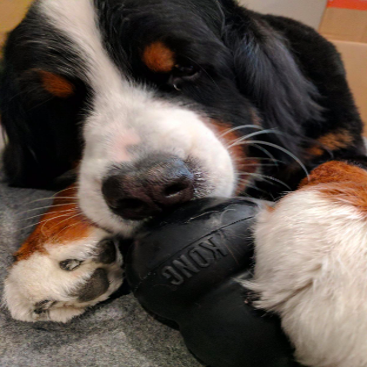 Thousands Of Dog Owners Are Obsessed With This Toy