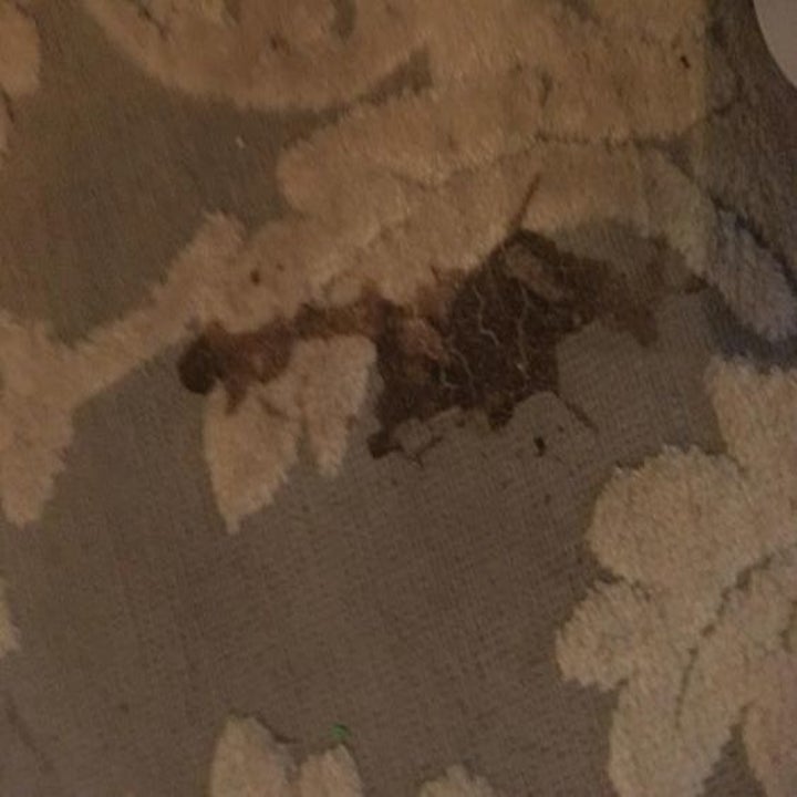 a review image of a stain on a carpet