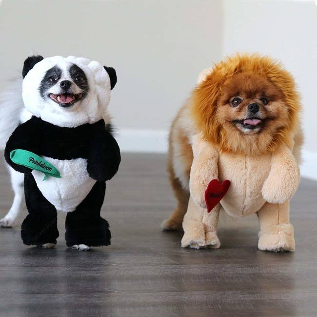 two small dogs, one dressed as a panda and one as a lion