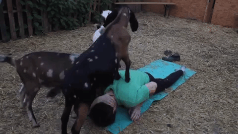 There's a knot in your back. And it hurts. You can't reach it but you know who can? The goats!