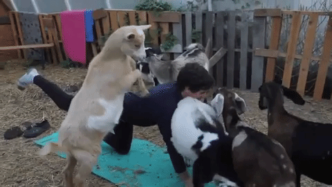 You know that inevitable moment in the apocalypse when you have to fend off multiple zombies at one time? That's not really something you can train for. Or is it? Baby goats = Baby zombies. What better way to prep for fending off zombies than learning to handle all those baby goats.