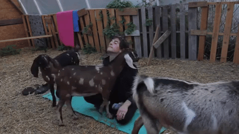 Yoga is good for you! In fact, it's great for you! But sometimes we get so caught up in what we're supposed to look like when we do yoga we forget to just "be" in the moment. Goats help you stay out of your head and in the moment. You know. With the goats.
