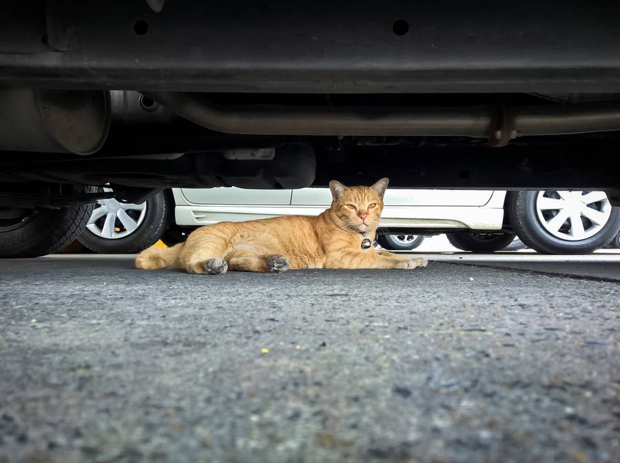 小さな命を救う 猫バンバン の季節ですが それだけじゃ足りないかもしれない