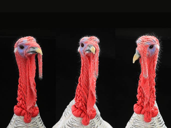13 Wild Turkey Attacks That Are Inadvertently Hilarious