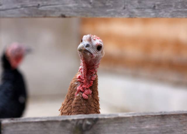 13 Wild Turkey Attacks That Are Inadvertently Hilarious