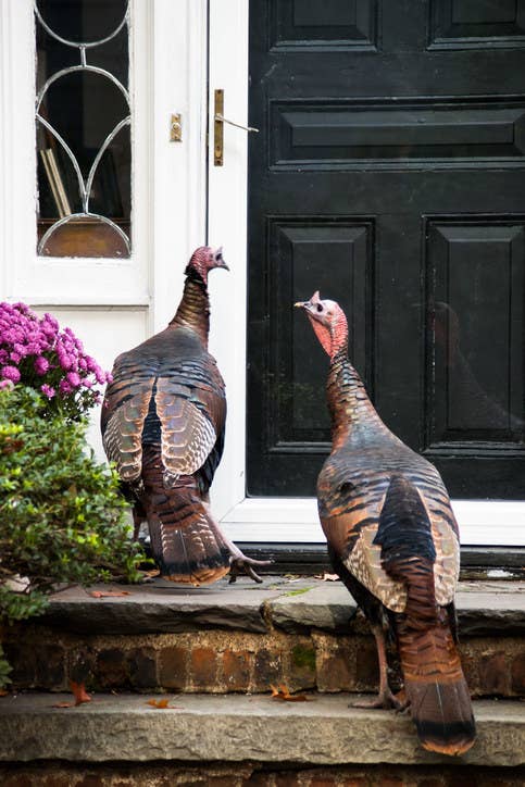 13 Wild Turkey Attacks That Are Inadvertently Hilarious