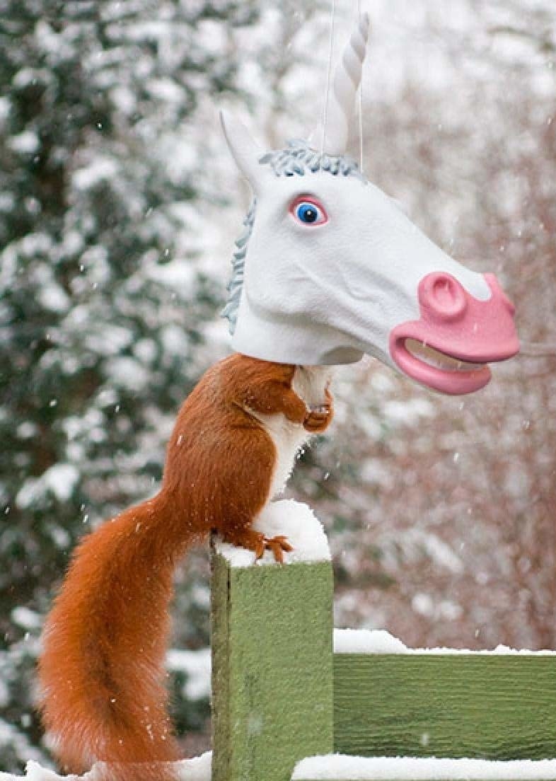 A squirrel on a fencepost with their head in the feeder, with an opening on the bottom so it looks like the squirrel has a unicorn head
