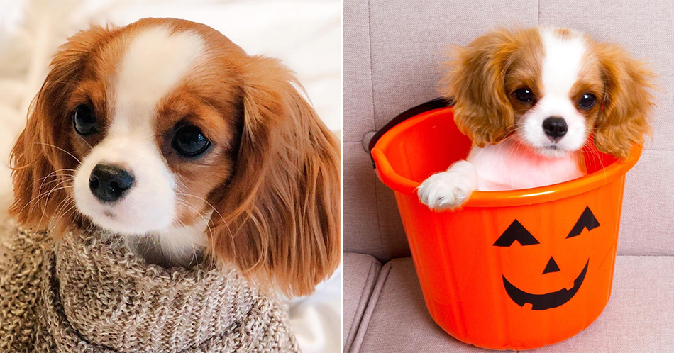 17 Cavalier King Charles Spaniels To Follow On Instagram