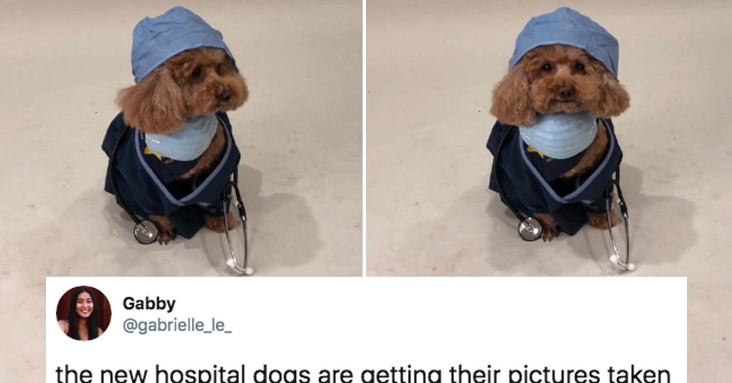 17 Of The Best Dog Posts From This Week