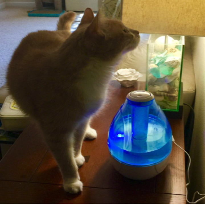 This Pure Enrichment Mistaire Humidifier Will Help You Sleep Better