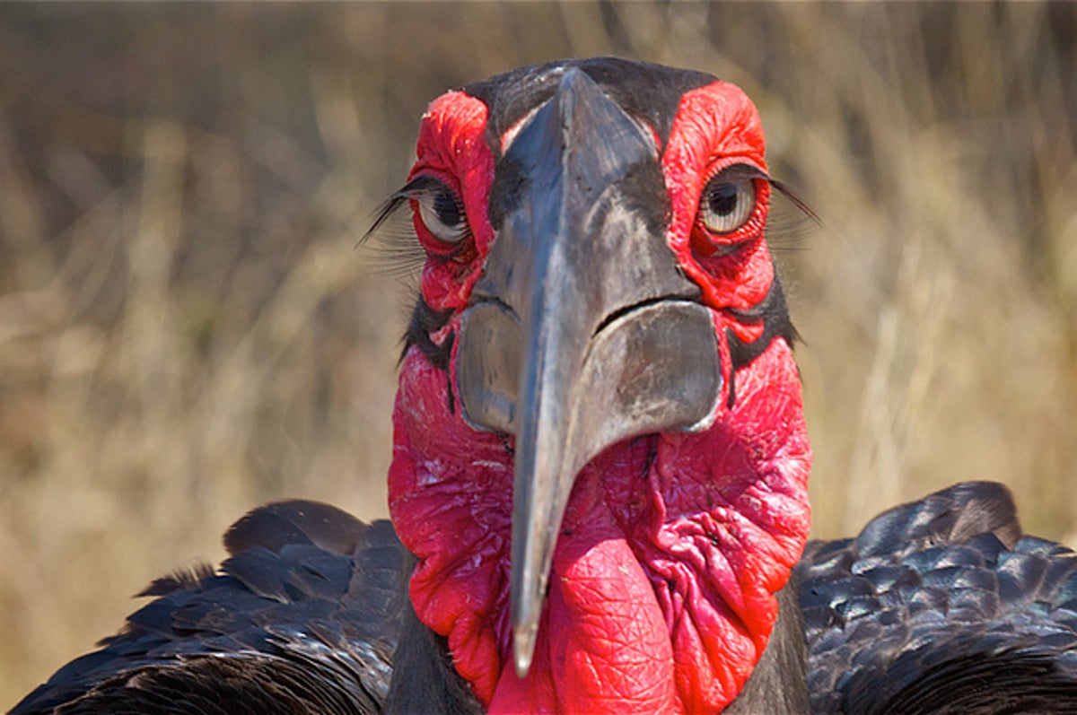 13 Wild Turkey Attacks That Are Inadvertently Hilarious