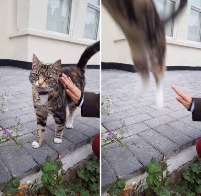猫の可愛さを言葉で説明するのは難しい だから 写真で解説してみる