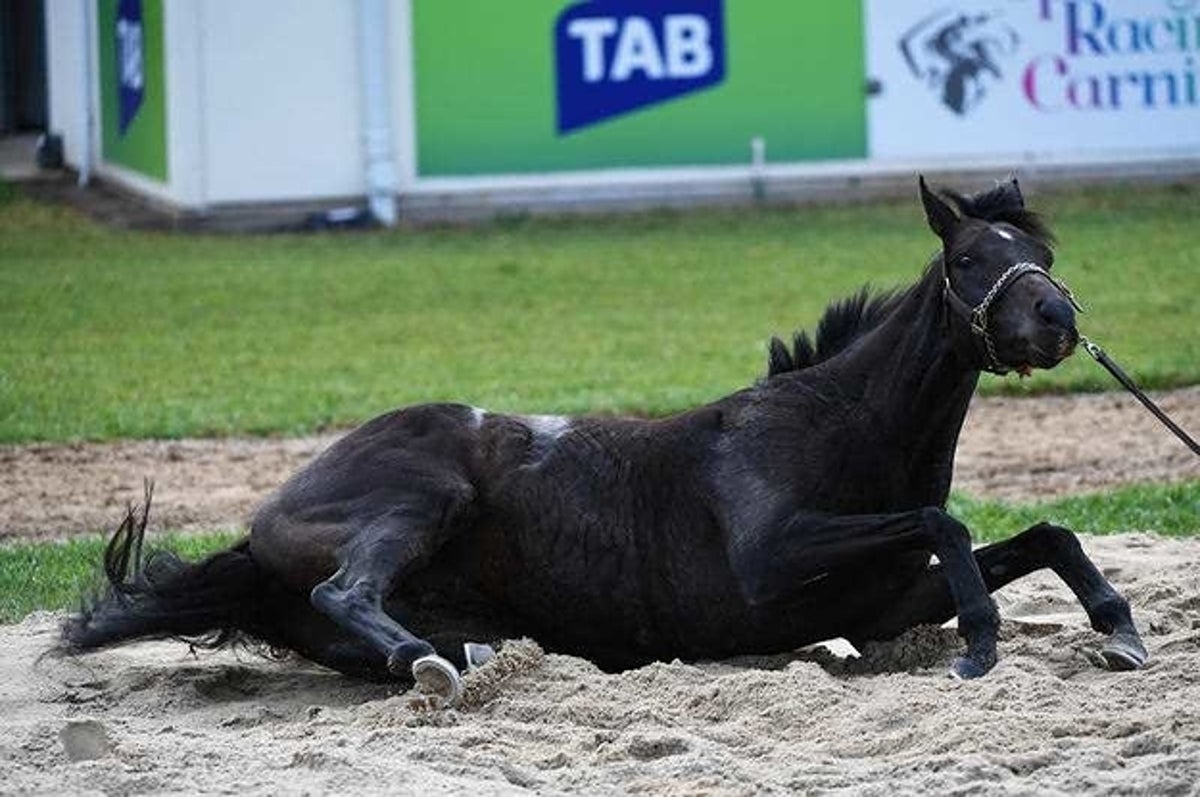 レース中に負傷した馬 その場で安楽死処分に レース中に負傷した馬 その場で安楽死処分に