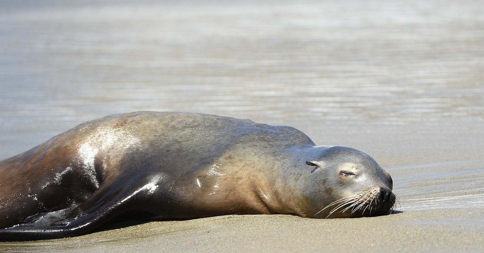 Dead Sea Lions Have Been Washing Up On Washington's Shores