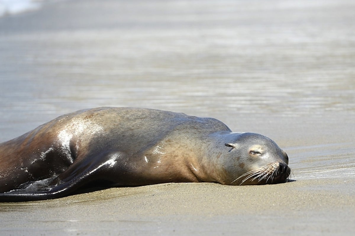 California Sea Lions Keep Getting Shot by Fishermen