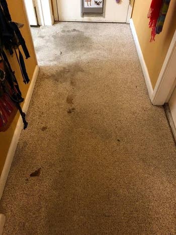 A reviewer's hallway carpet, with heavy staining