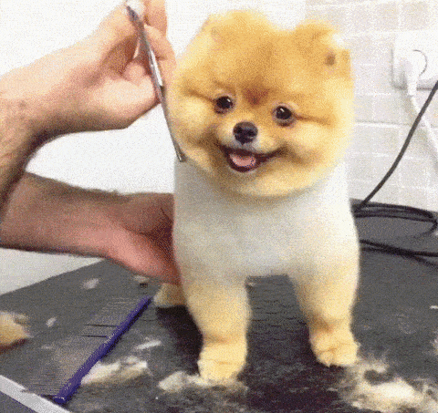 So to find out which type of dog is the most popular, MyVoucherCodes analysed three types of dog hashtags on Instagram (breed, breedofinstagram, breed variant).