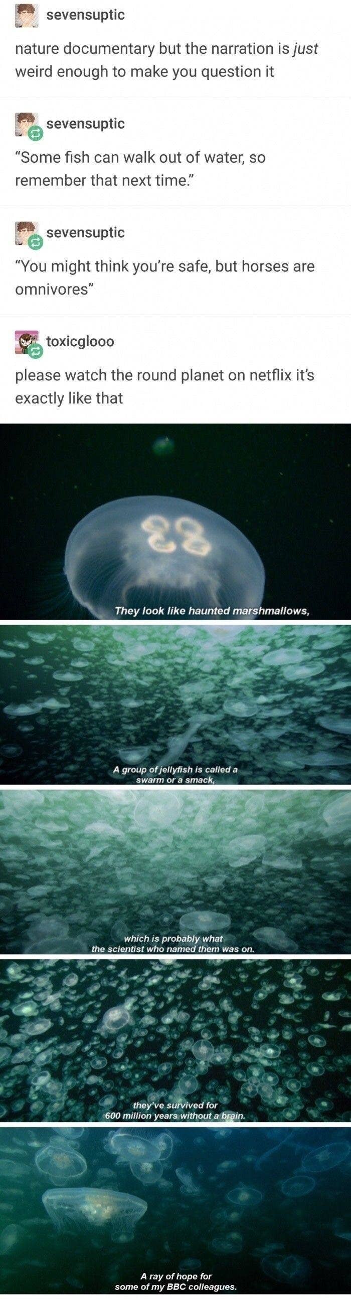13 Times Nature Documentaries The Hell Out Of Tumblr